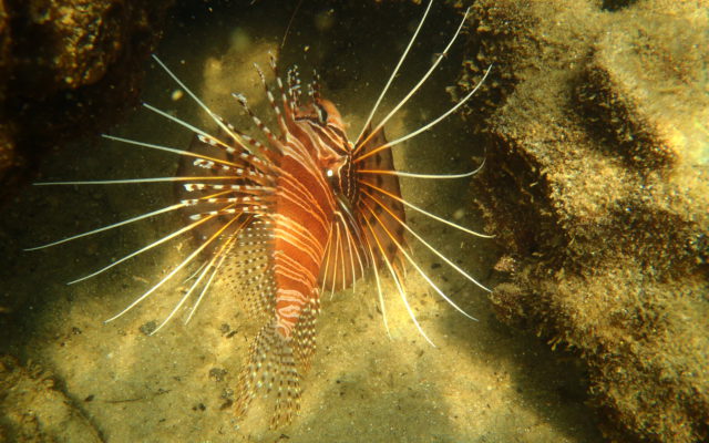 Snorkelling at Kosi Bay mouth offers an amazing experience with so much marine life