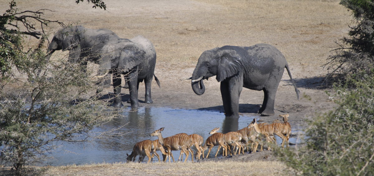 Tembe Elepant Park Visit at Utshwayelo Lodge