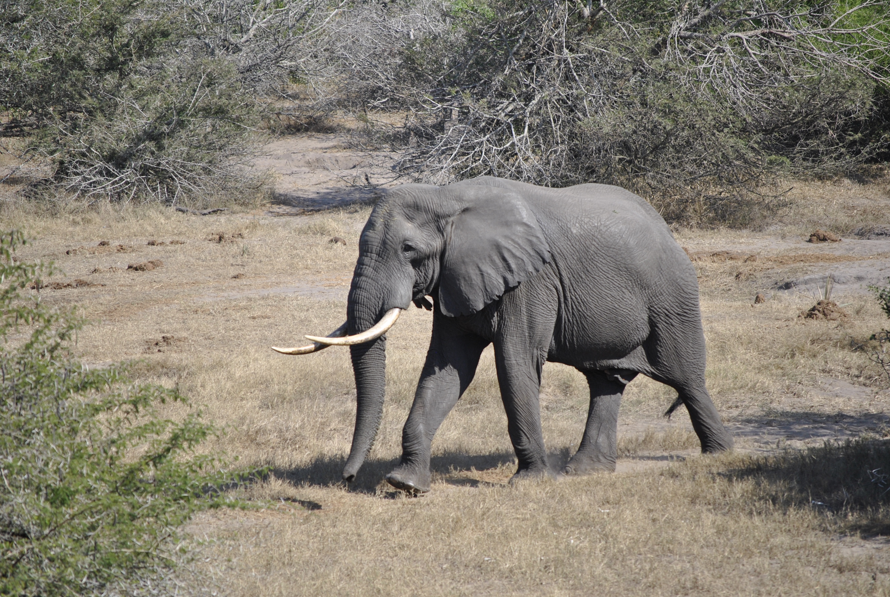 Elephant at Tembe Elephant Park Kosi Bay is situated on the Elephant Coast, northern KZN