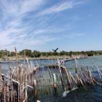 oplus_50 Fish Traps