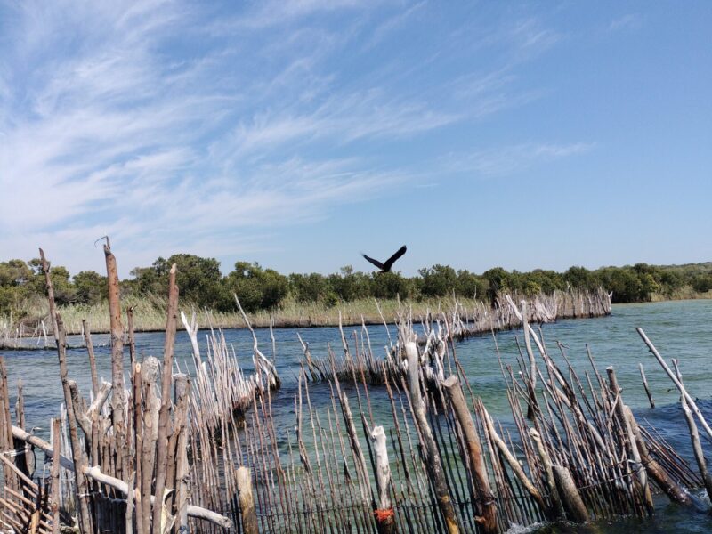 oplus_50 Fish Traps