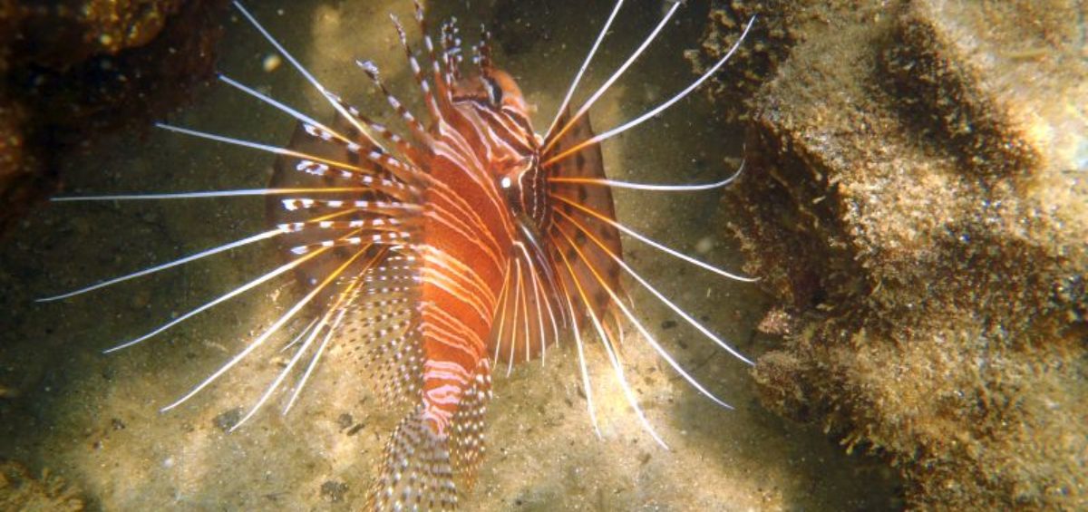 Activities in Kosi Bay - Devil firefish while snorkelling in Kosi Bay estuary