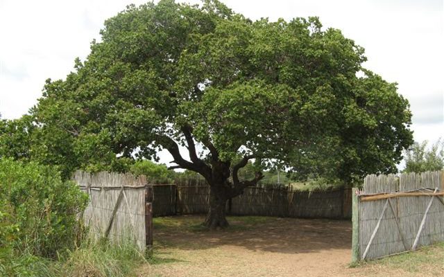 Camping accommodation at Utshwayelo Lodge & Camp, Kosi Bay
