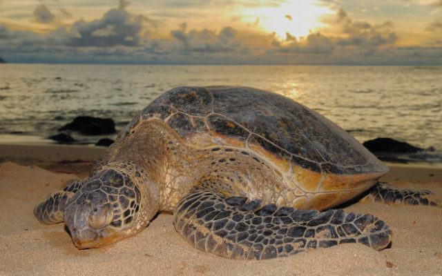 turtle viewing at kosi bay