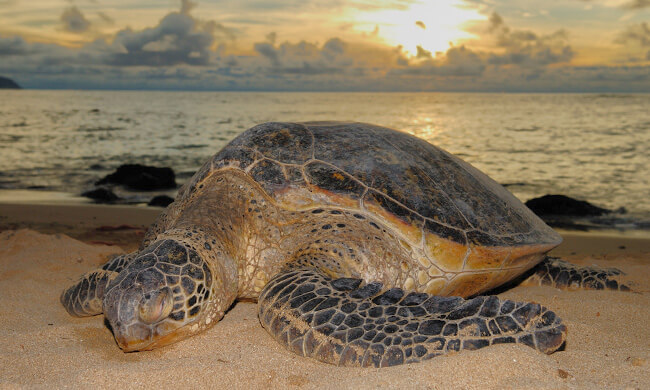 turtle turtle viewing at kosi bay