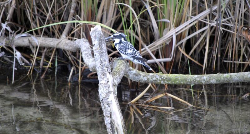 Kingfisher at Kosi Bay lake
