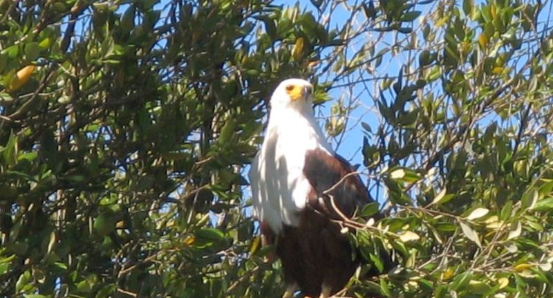 African fish eagle at Kosi Bay estuary