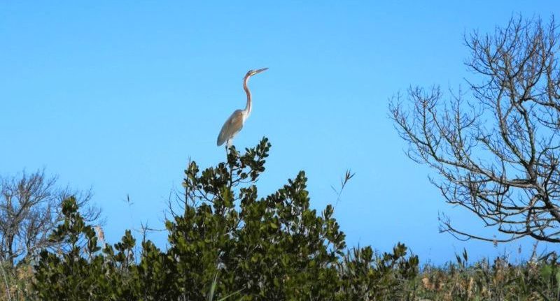 Over 200 species of birds in the Kosi Bay area