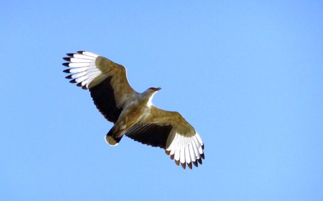 Activities in Kosi Bay - Birding is a wonderful activity at Kosi Bay Mouth - View the rare palm-nut vulture