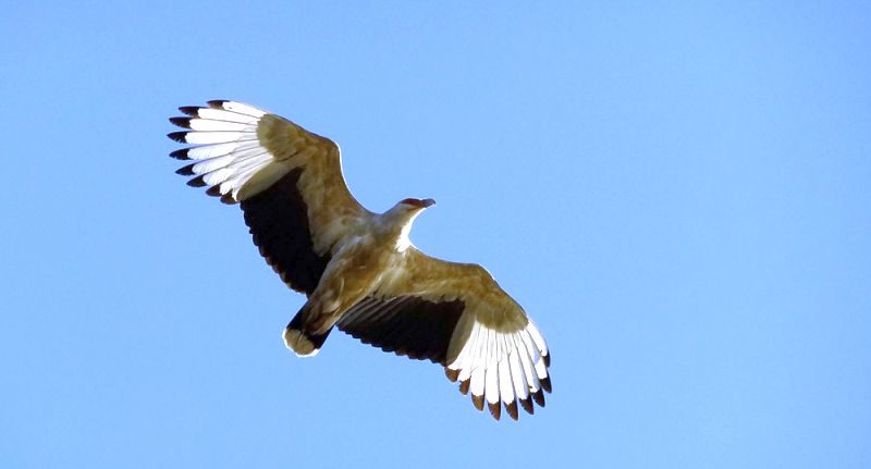 Activities in Kosi Bay - Birding is a wonderful activity at Kosi Bay Mouth - View the rare palm-nut vulture
