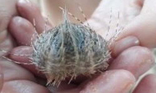 Heart Urchin found at Kosi Bay Mouth