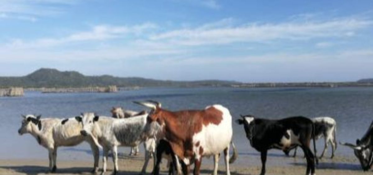 nGuni Cattle at Kosi Bay Mouth
