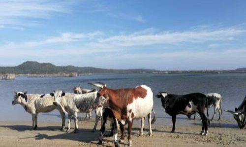 nGuni Cattle at Kosi Bay Mouth
