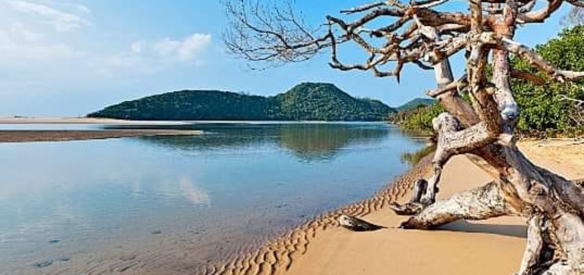 Kosi Bay Mouth Tress