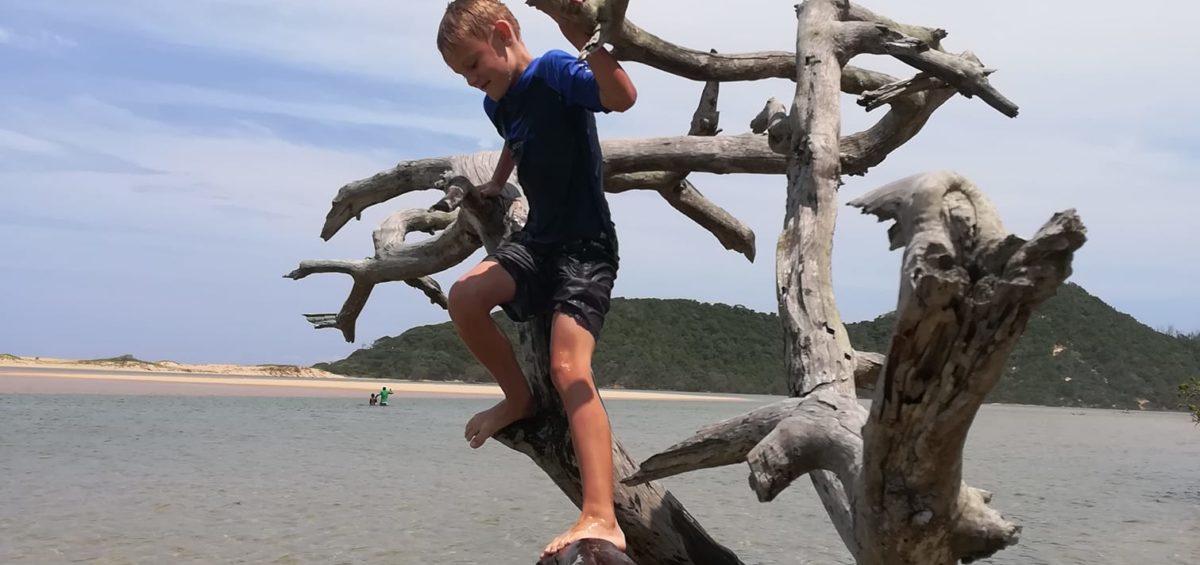 Famous Tree at Kosi Bay Mouth