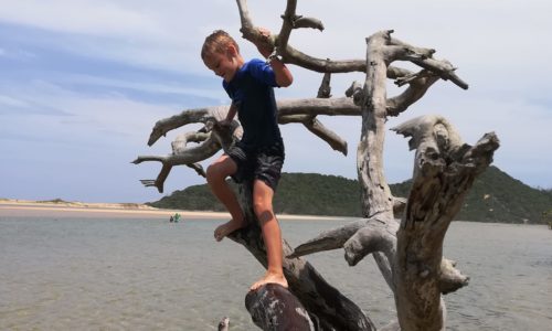 Famous Tree at Kosi Bay Mouth