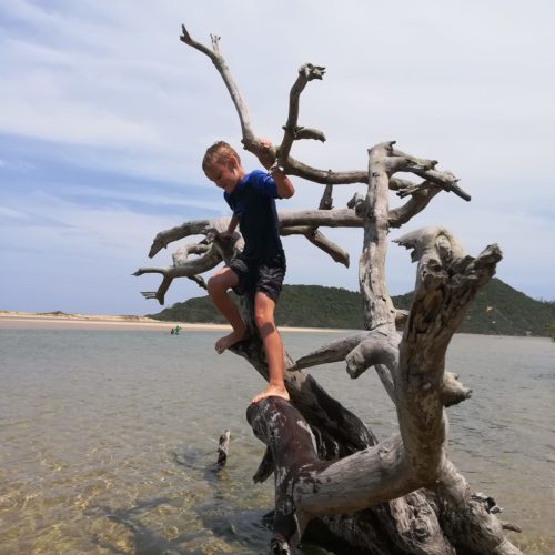 Famous Tree at Kosi Bay Mouth