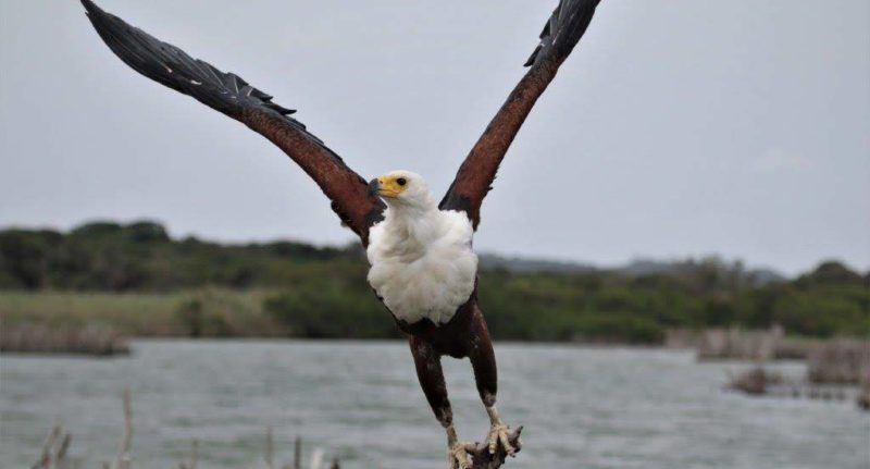 African Fish Eagle - Kosi Lake