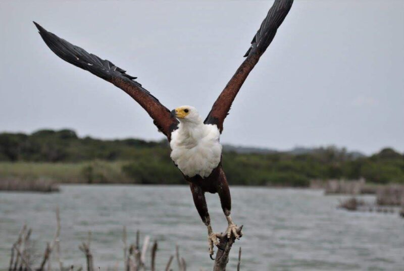 African Fish Eagle - Kosi Lake
