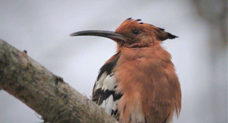 African Hoopoe_Kosi Bay
