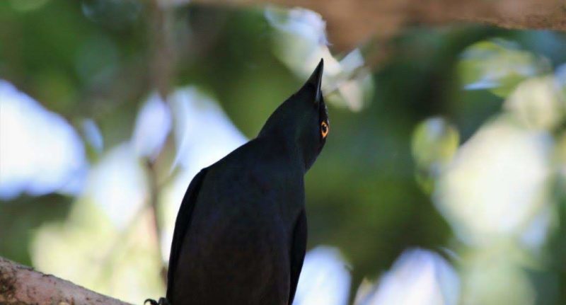 Black-bellied Starling - Kosi Mouth 2