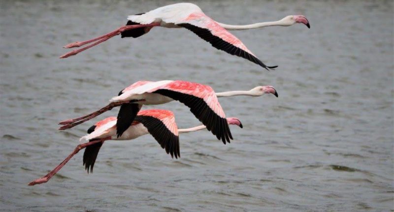 Greater Flamingo Kosi Lake 1