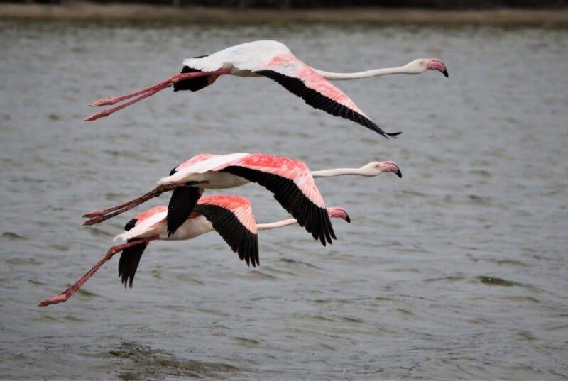 Greater Flamingo Kosi Lake 1