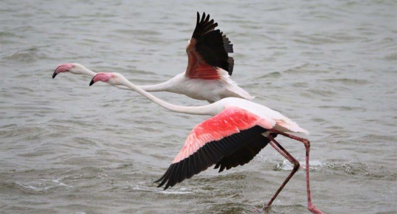 Greater Flamingo Kosi Lake 2