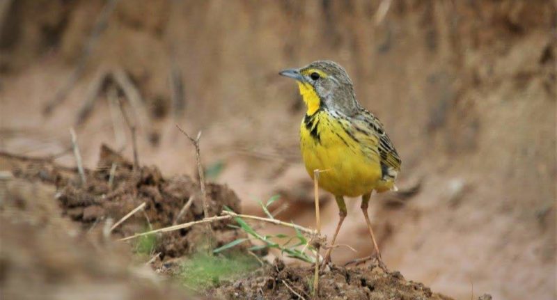 Yello Throated Longclaw
